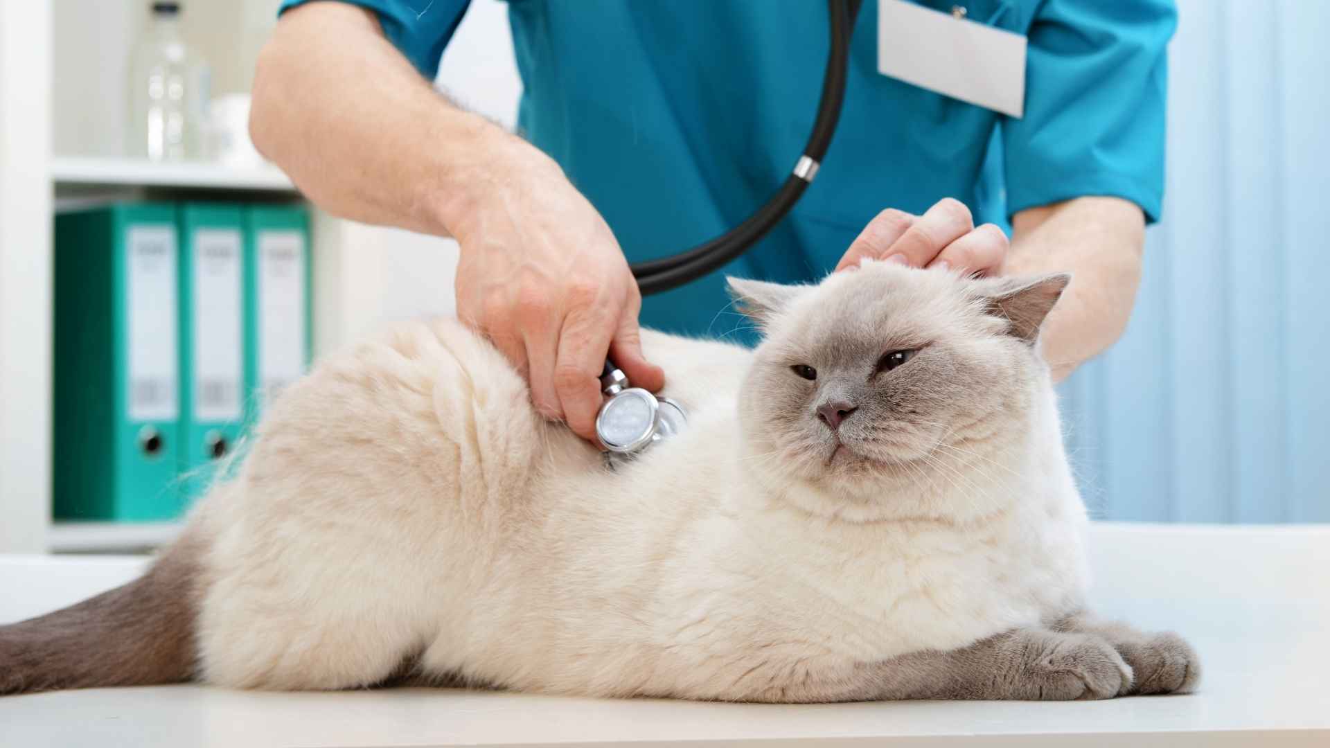Gato en el veterinario